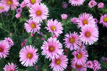 purple asters close up