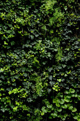 Obraz premium 観葉植物で覆われた壁