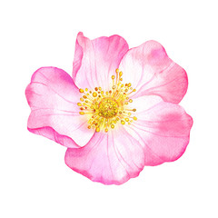 Watercolor pink flower of wild rose. Рainted botanical illustration. Hand drawn floral element isolated on white background.