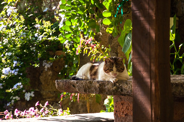 Gatto a riposo