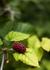 One huge red raspberry with leaves.