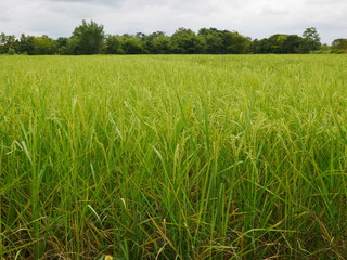 Organic rice farm in Thailand,Asia green field,nature background