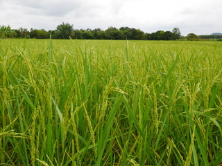 Organic rice farm in Thailand,Asia green field,nature background