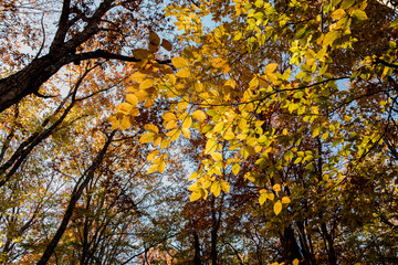 Fototapeta premium 朝日に照らされる黄色のブナの葉