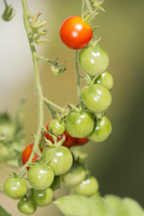 Tomaten am Strauch - Nahaufnahme