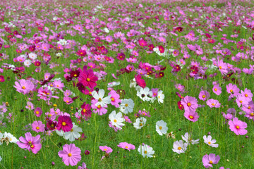 Obraz na płótnie Canvas Cosmos Flower Field
