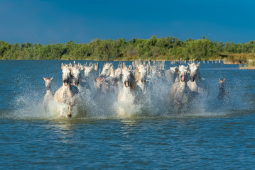 Herd of horses and foals running in the water, in Camargue
