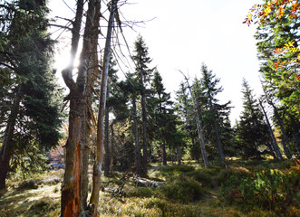 Sun in forest