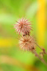 Prickly balls of field plants, macro