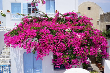 Fototapeta na wymiar Beautiful and colorful bougainvillea flowers. Traditional village Oia in Santorini Island, Greece.