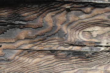 texture of wood © Natalia