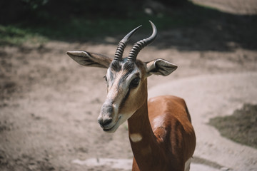 Antelope in africa