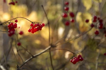 Bunch of ripe viburnum with blurred background