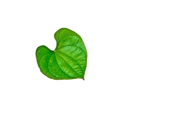 fresh green leaves isolated on white background.