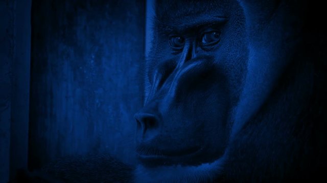 Monkey In Enclosure Looking Sad At Night