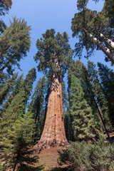 The General Sherman Tree im Giant Forest - Sequoia National Park