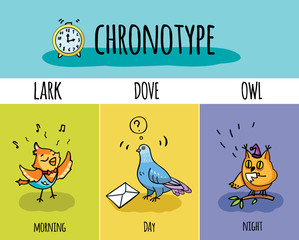 Chronotype of people. Biorhythm. Lark, pigeon, owl. Day and night activity. 