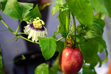 Passion flower and passion fruit 