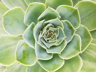 Close up of large succulent plant