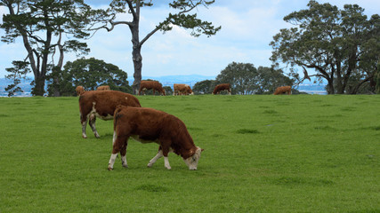 Hereford cows grazing on a green pasture under an overcast sky