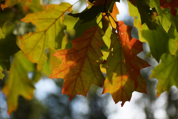 autumn leaves