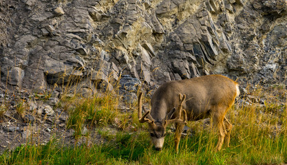 Elk with big antler eating grass along a road in Canada © sittichana