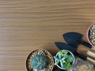  Cactus flat lay on wood floor background.