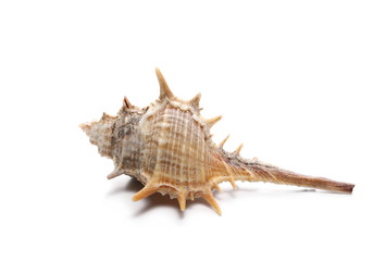 Decorative sea shell isolated on white background