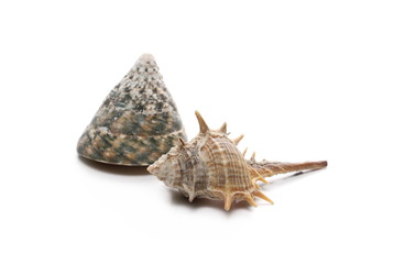 Decorative sea shells, clams isolated on white background