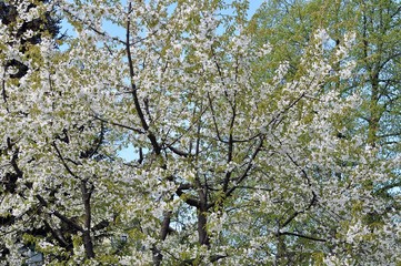 Blüte Kirsch-Mirabelle