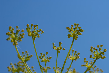 Close up of fennel flowers. on sky background