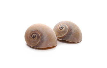 Decorative sea shells, clams isolated on white background