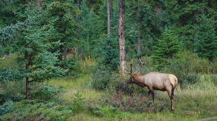 Elk with big antler eating grass along a road in Canada © sittichana
