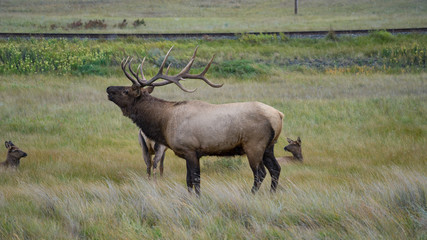 Fototapeta premium Elk sleeping on a field