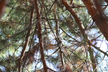 the branches of the pine
