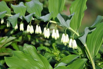 Vielbl&uuml;tiger Wei&szlig;wurz