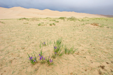 Wild iris flower on Gobi desert, Mongolia   © robnaw