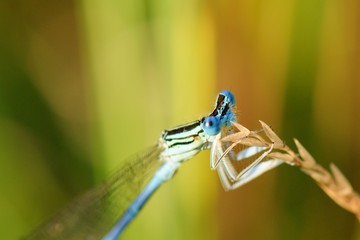 View into big blue eyes damselfly at sunset 
