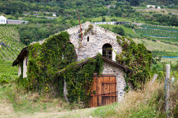 vineyards in Balaton highland, Badacsony mountain, Hungary