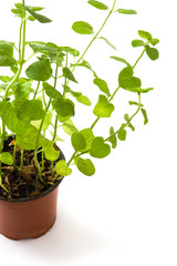 Pot with mint plant isolated on white background