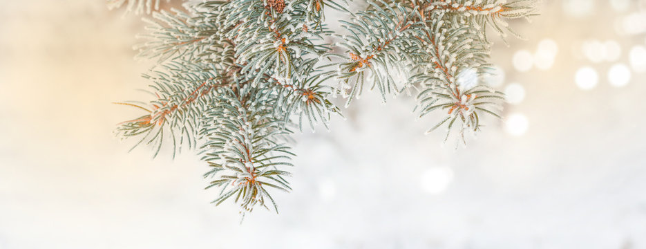Frozen branches of fir tree. Horizontal banner