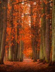 Wall murals Rood violet autumn alley