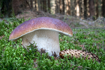 Boletus edulis - delicious edible mushroom in moss