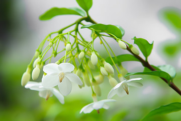 Star Jasmine is blooming, revealing the inner pollen.