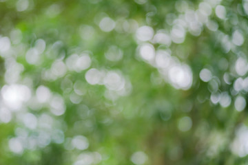 Obraz premium abstract green bokeh for background