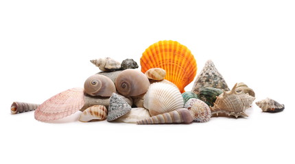 Decorative sea shells, clams isolated on white background