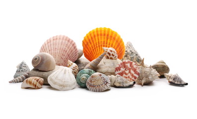 Decorative sea shells, clams isolated on white background