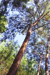 autumn trees with green leaves in the blue sky