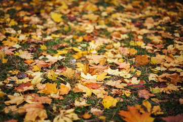 Autumn leaves in the parks as a backdrop