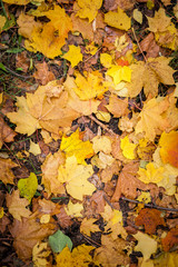 Naklejka na ściany i meble Autumn leaves in the parks as a backdrop